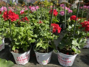 Le géranium dans son pot labellisé Elsass