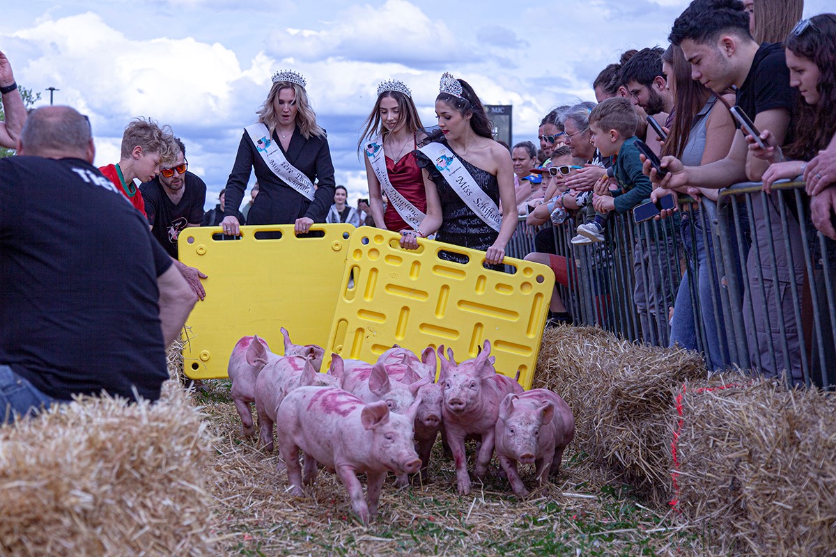 fête du cochon