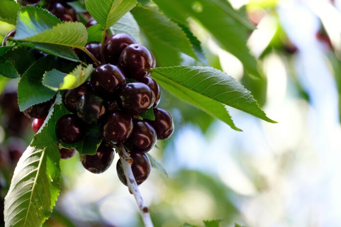 cerises noires