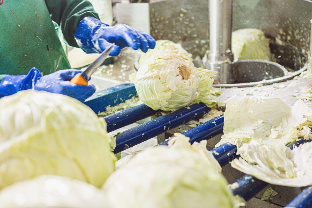 Chou pour la choucroute