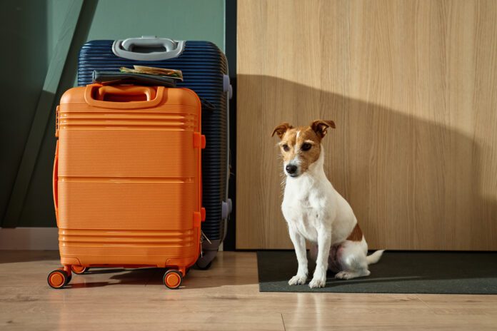Un chien à côté d'une valise