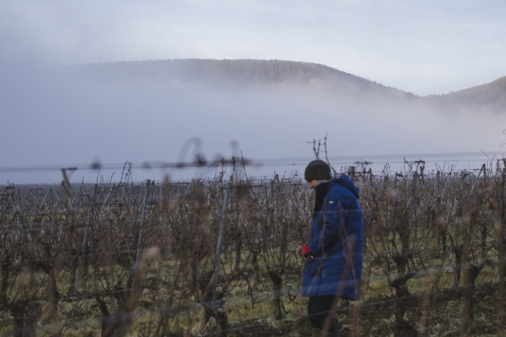 Les vignes de Pierre et Céline Bannwarth