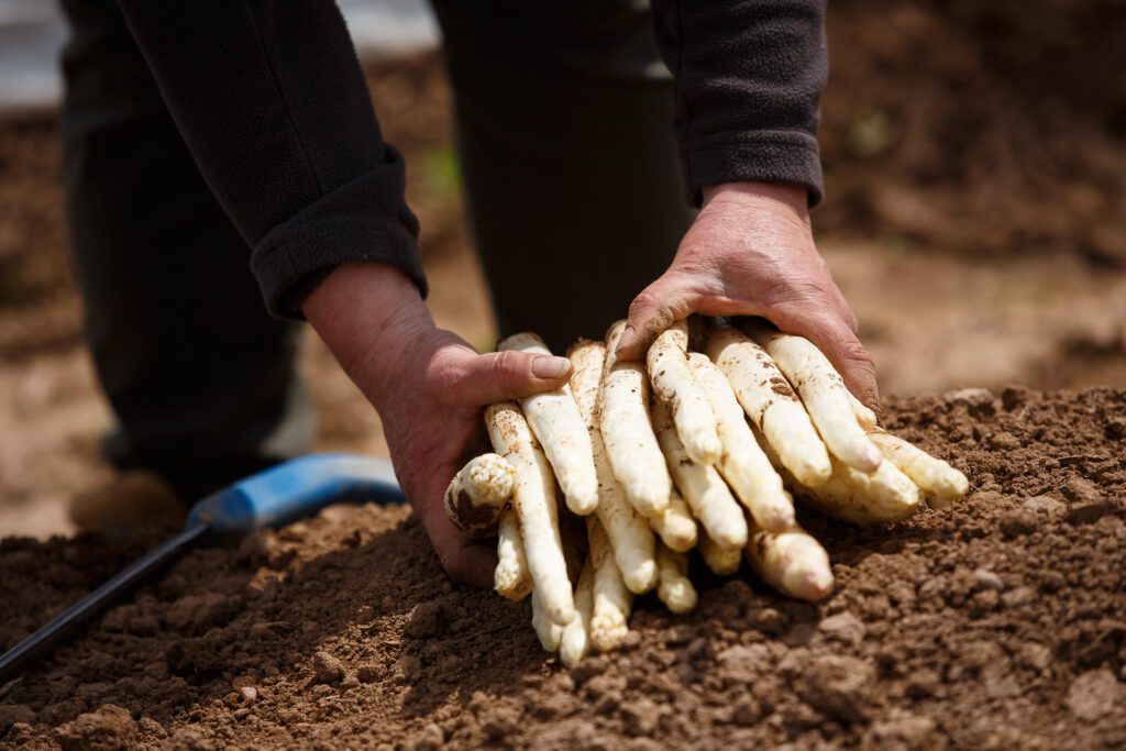 Des asperges